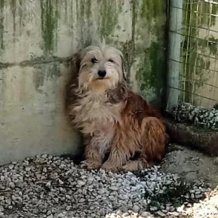Lucky sucht ein Zuhause