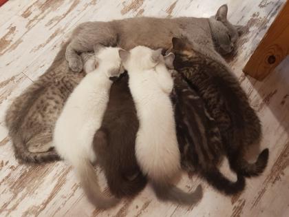 BKH Kitten Britisch Kurzhaar