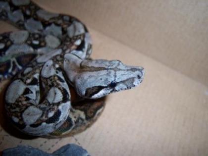 KLEINBLEIBENDE Boa constrictor imperator, Belizeboas, reinrassig