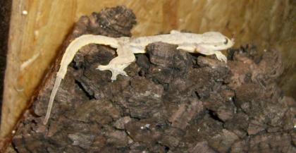 Hemidactylus frenatus / platyurus Hausgeckos