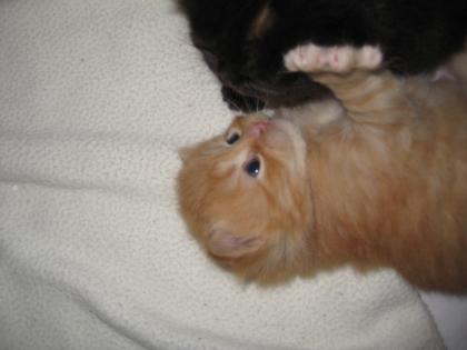 Supersüße Perserkätzchen Katzenbabys Perser suchen ab Ende Oktober ein neues Zuh