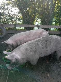 Bio Schweine 300 Kg Schlachtschweine
