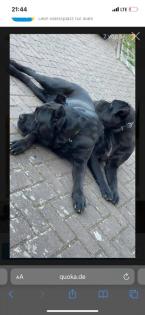 Rassen hunde cane corso