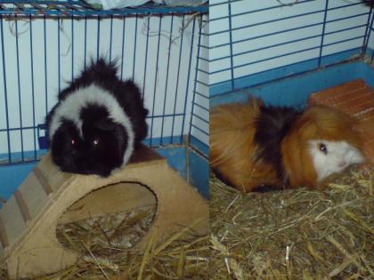 Meerschweinchen in gute Hände abzugeben