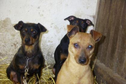 Zwergpinscher aus dem Tierschutz