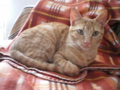 Flugpaten von Cadiz, Malaga, Sevilla oder Helva in Spanien nach Berlin für Katze
