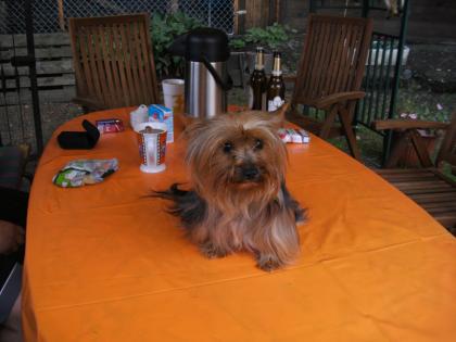 Yorkshire Terrier