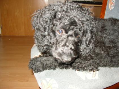 Pudelwelpen schwarz