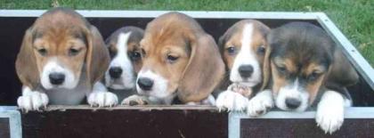 Beagle Welpen m. P