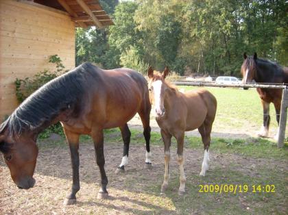 First Pleasure/ Conteur Fohlen