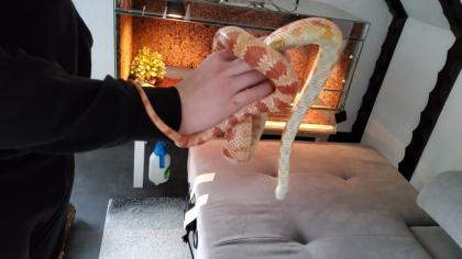 Kornattern 2 Stück eine Albino und eine Naturell