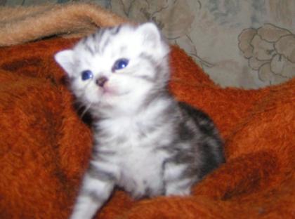 Silvertabby spotted u. classic Kitten