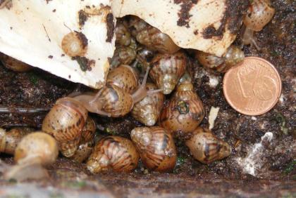 A. fulica RIESENSCHNECKE Achat-SCHNECKE ab 40cent Achatina