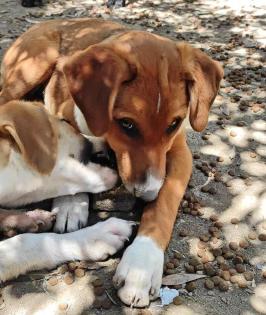 Tilly sucht ein passendes Zuhause