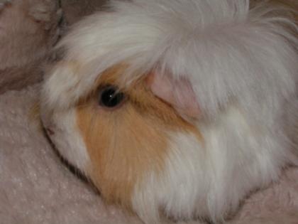 Viele Not Meerschweinchen