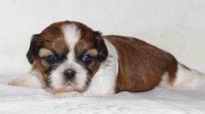 Shih Tzu Welpen für sofort oder später mit Papieren