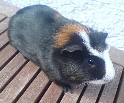 Biete 4 süße Meerschweinchen