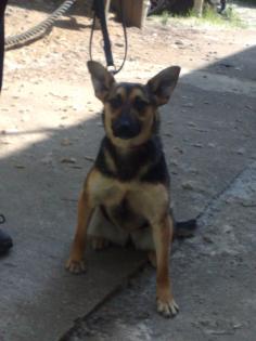 Sportliche Terriermix, Hündin sucht