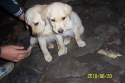 Reinrassige labradorwelpe dringend abzugeben