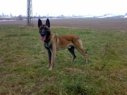 18 Monate alten Malinoisrüden mit französ. Papieren abzugeben