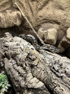 Königsphyton sucht neues Wohlfühlzuhause mit/ohne Terrarium