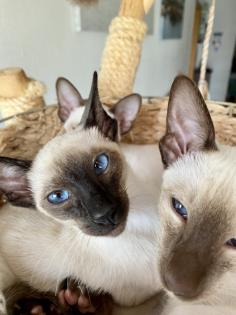 Siamesen kitten kleinen Seelenträger