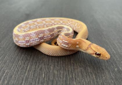 1. 0 T Albino Strahlennatter Coelognathus Radiatus DNZ23