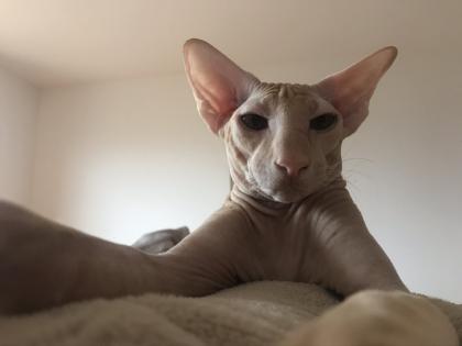 Peterbald Sphynx Siam Orientalisch Kurzhaar Kater