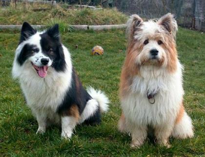Familienhund Elo - Welpen von Werths Echte in Franken