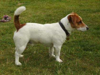 Jack Russell Terrier Deckrüde mit Papieren