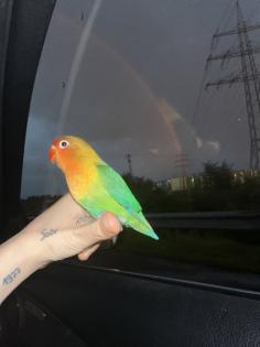 Agapornieden lovebird 2 stuck