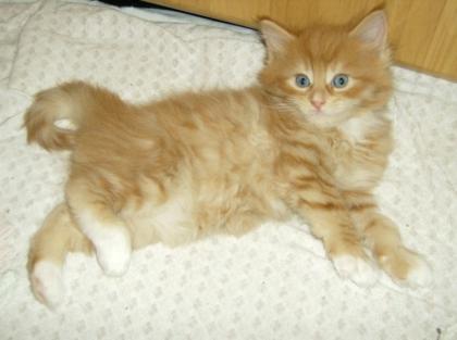 Suche Roten Main Coon Mix Kater