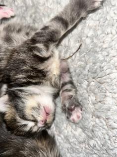 Main Coon Perser Babys