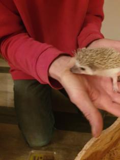 Weißbauchigel Babys