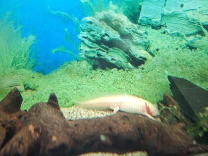 2 Männliche Axolotl Dringend