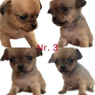 Süße Chihuahua Welpen
