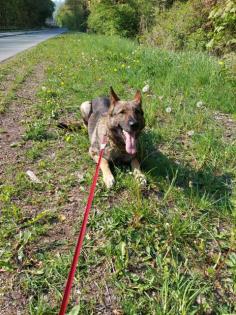 Deutscher Schäferhund in Liebe Hände abzugeben
