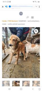 Tolle Welpen, Junghunde Hundesenioren
