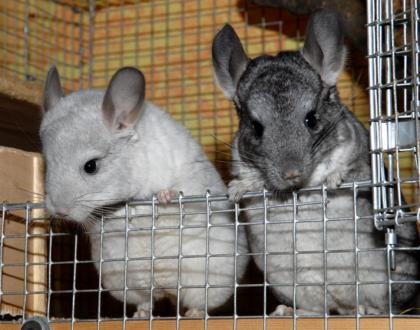 Chinchillaweibchen