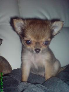 Super Mini Chihuahuawelpen in liebevolle Hände abzugeben