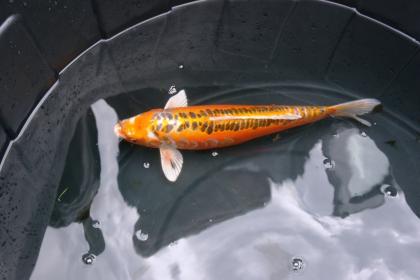 8 Japan Koi 1 Stör zu verkaufen