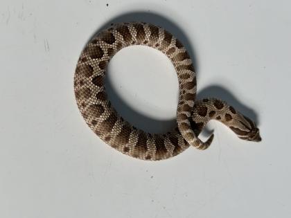 Hakennasennattern Heterodon nasicus
