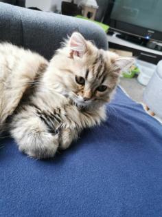 Deckkater Perser Edelmix