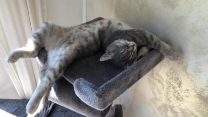 Deckkater reinrassiger süßer BKH