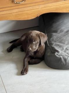Aussiedor Mix
