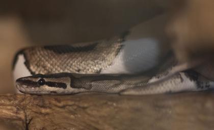 3 x Königspython Python Regius zu verschenken