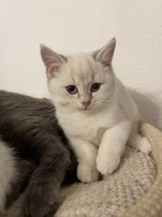 BKH kitten mit Stammbaum