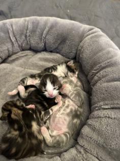 Norwegische Waldkatzen Kitten
