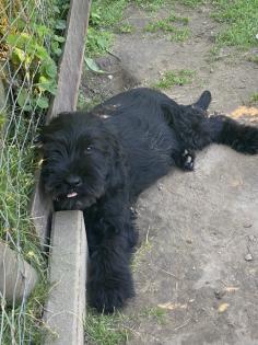 Zwei Riesenschnauzer-Welpen