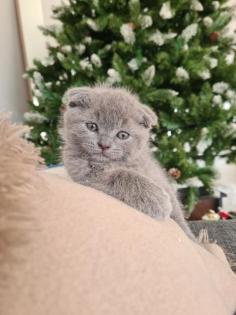 Liebevolle Kitten zu verkaufen